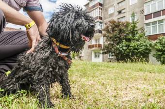 Elkezdődött a kutyaoltási kampány Maros megyében