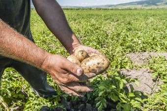 A piac kényszerítette szövetkezésre a krumplitermesztőket
