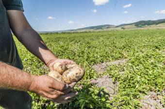 Alkalmatlan a székelyföldi termőföld a burgonya termesztésére?