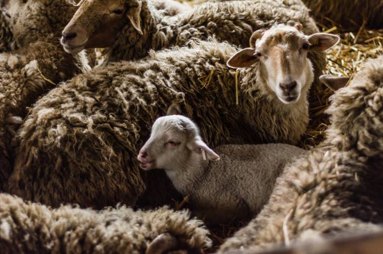 Így alakult a bárányhús ára a csíkszeredai piacon