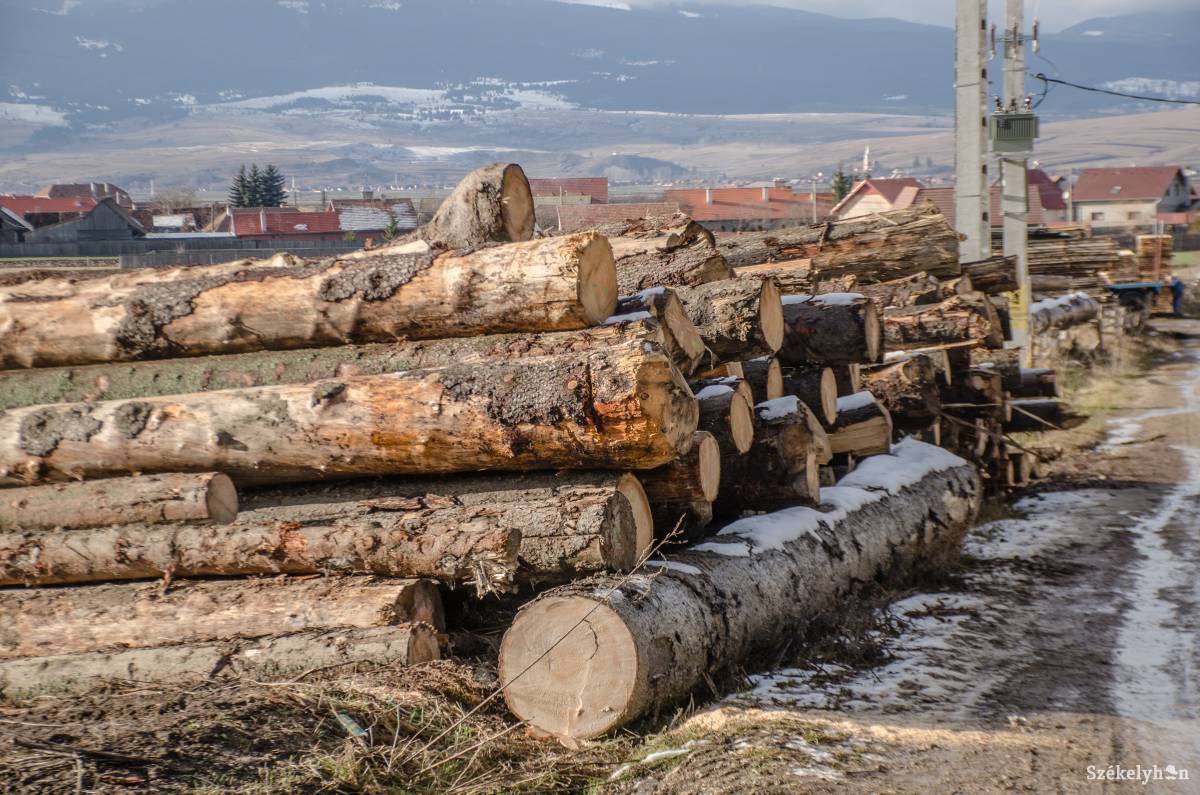Az egekben a faanyag ára – rönkexportőrből importőrré vált tavaly Románia a drágulások miatt