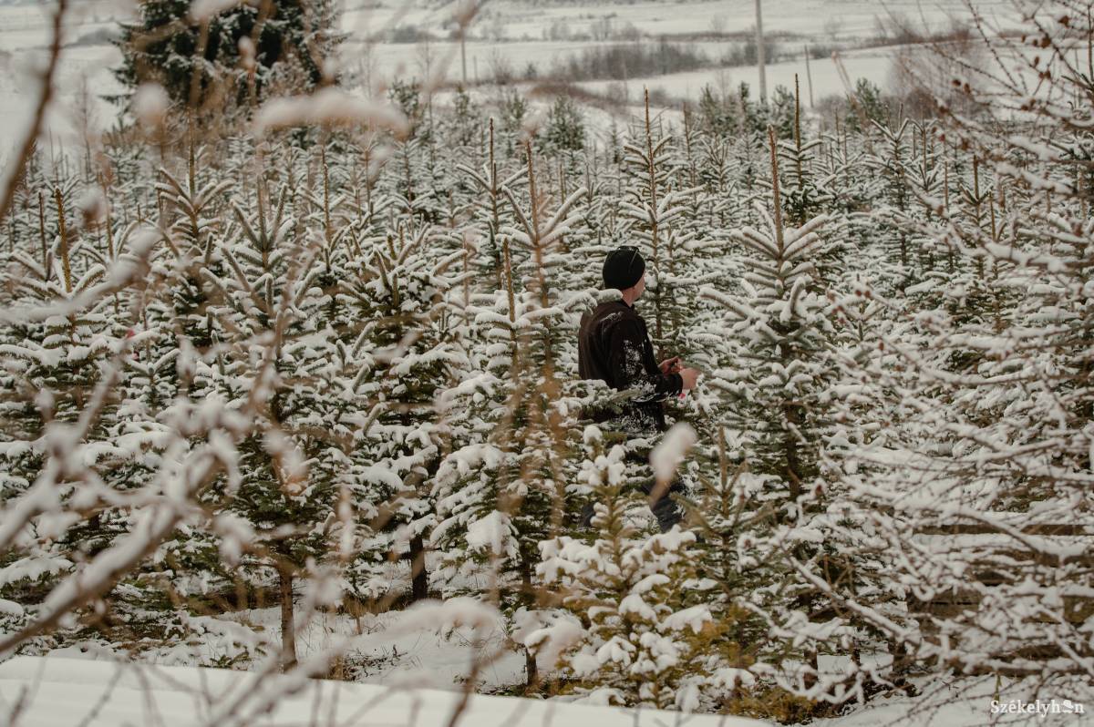 Fenyők ezrei közül lehet válogatni – kibővült a vágott karácsonyfa-kínálat Csíkszéken