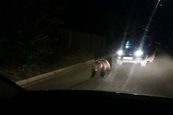 Medve elől menekült egy nő Szovátán