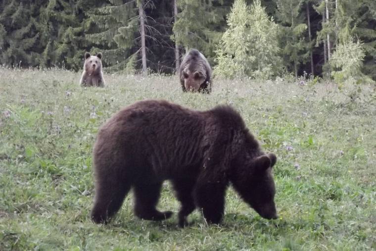 Tucatnyi medvét kergettek vissza az erdőbe Bușteni településen