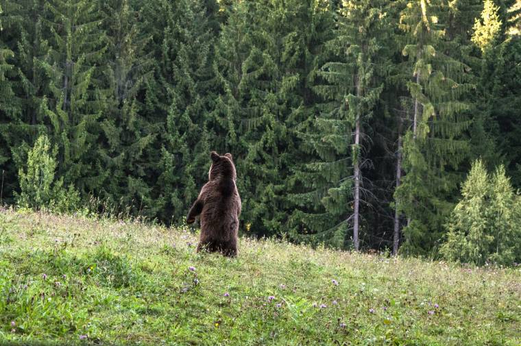 Juhokra támadt a medve, a csendőrség segítségét kérik a lakók