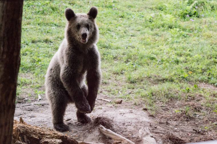 Emberre támadt a medve egy esztenán