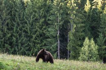 Magyarországi zarándokra támadt a medve a Szent Anna-tónál