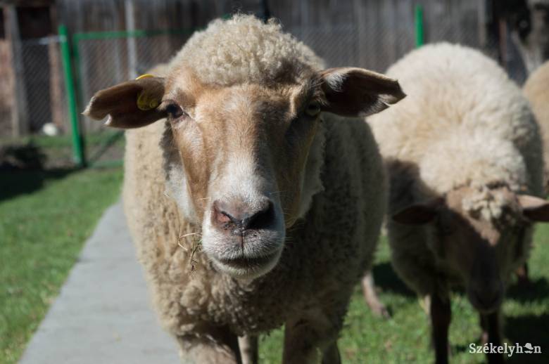 Hazavághatja a juhtenyésztést a súrlókór – Az afrikai sertéspestis után a juhokat tizedelheti a veszélyes idegrendszeri betegség