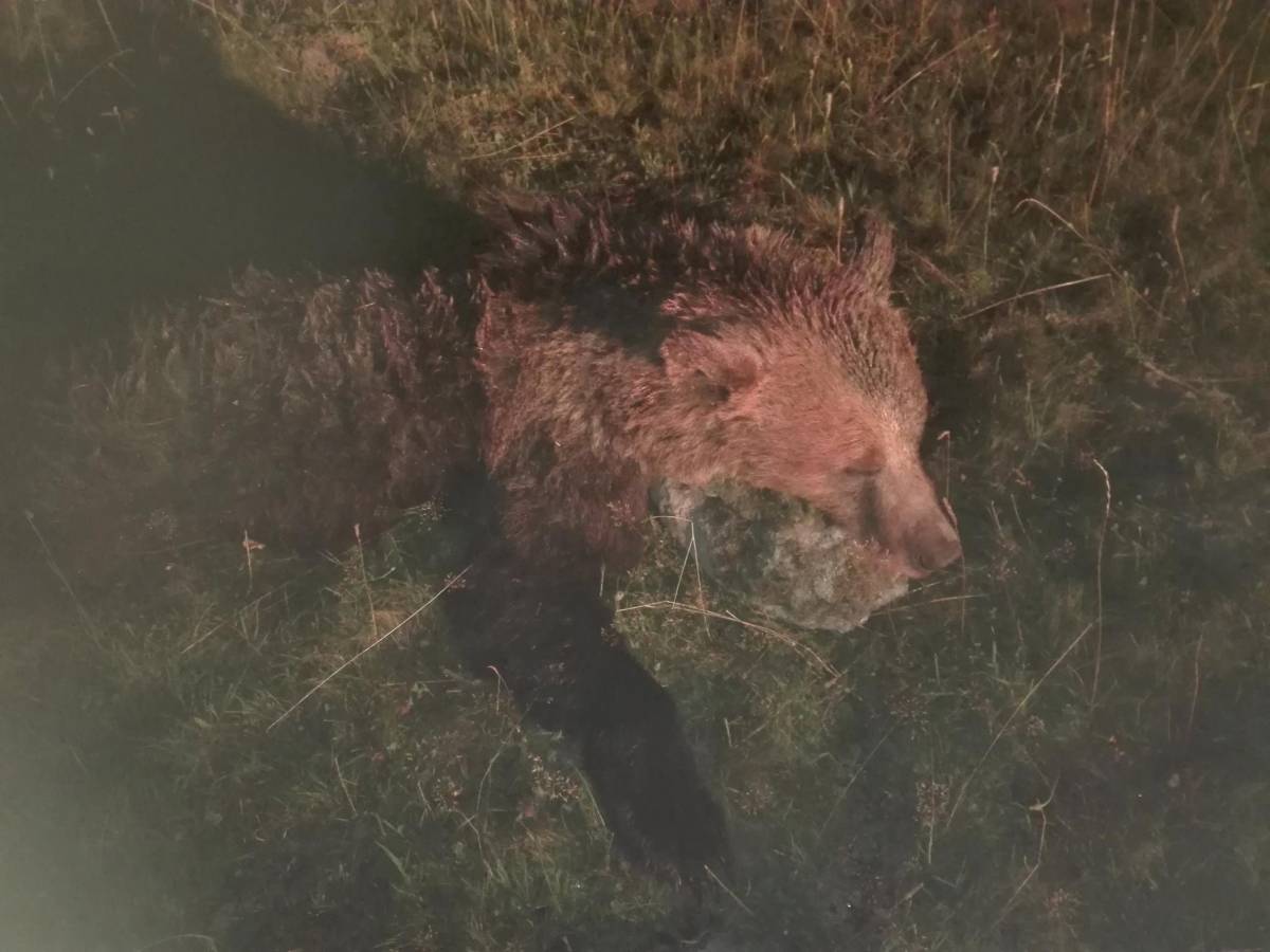 Kilőtték az egyik veszélyes medvét Csíkdánfalván