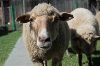 Hazavághatja a juhtenyésztést a súrlókór – Az afrikai sertéspestis után a juhokat tizedelheti a veszélyes idegrendszeri betegség