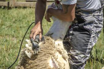 Új határidő a gyapjúértékesítési támogatásnál