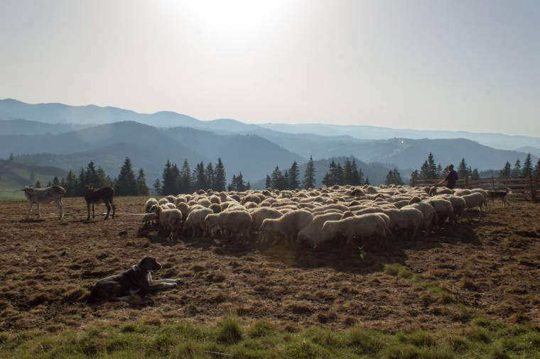 Szabályszegő pásztorok