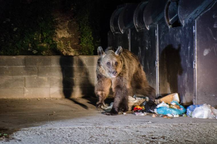 Kiharapott a medve egy darabot egy férfi mellkasából Tusnádfürdőn