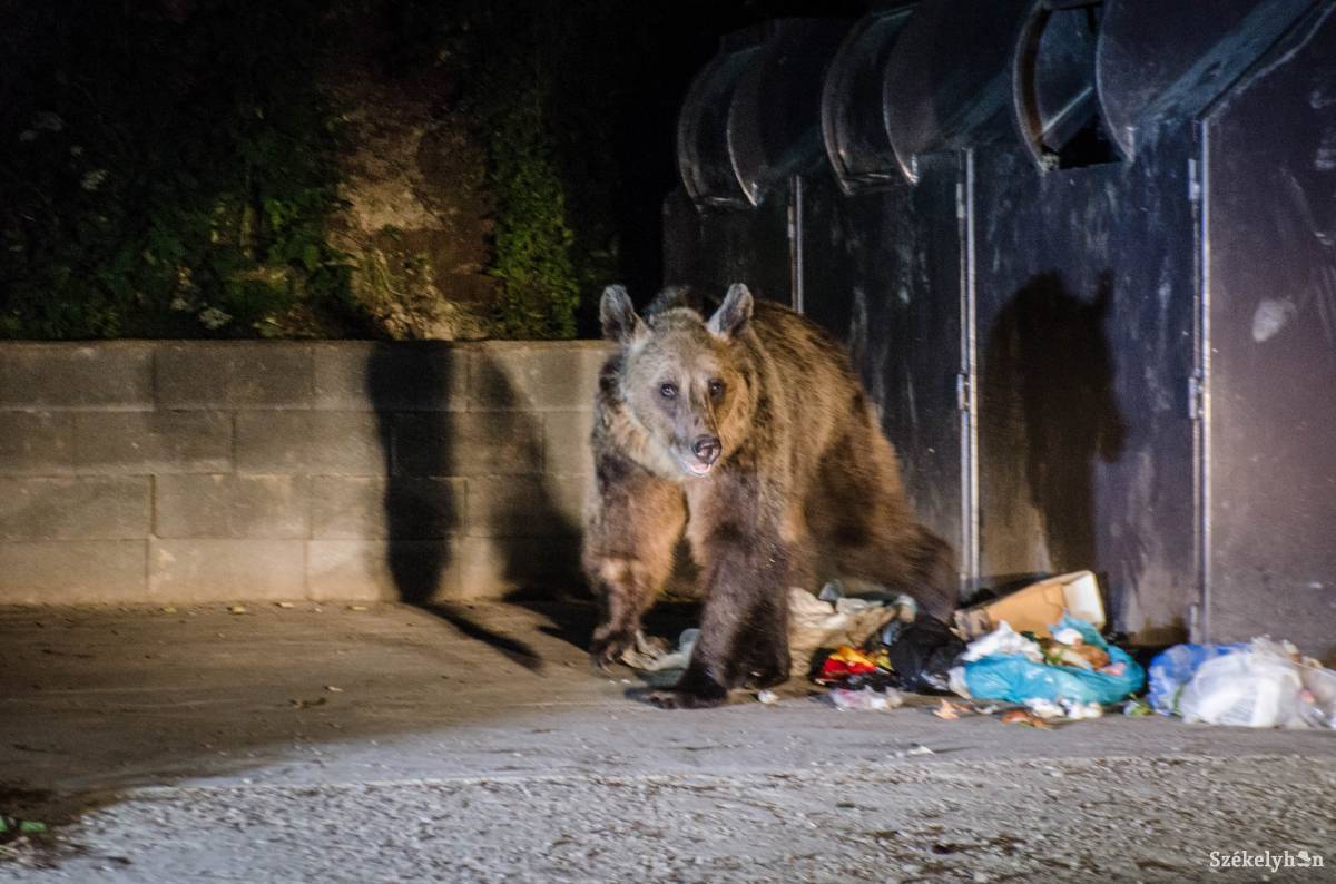 Kiharapott a medve egy darabot egy férfi mellkasából Tusnádfürdőn