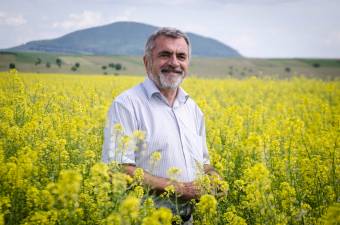 Mustártermesztés: költséghatékony, hasznos, egyelőre mégsem népszerű Hargita megyében
