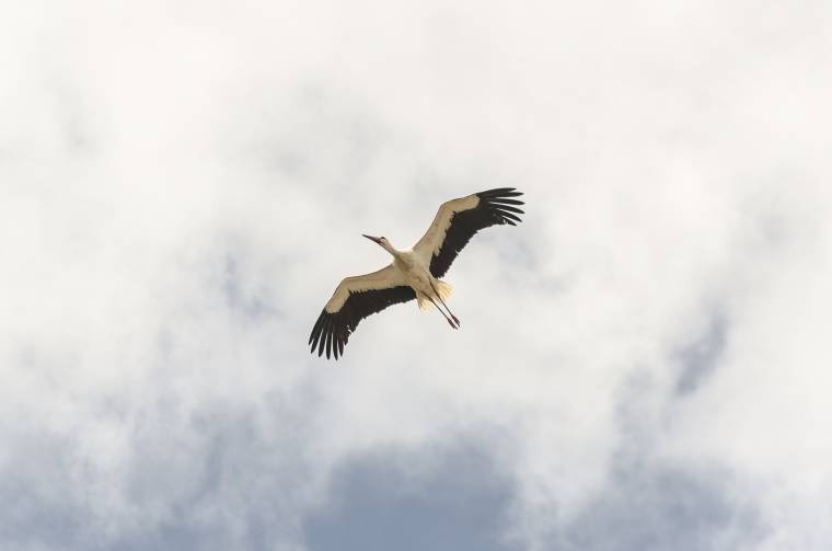 A tavasz hírnökei: elindultak észak felé a gólyák