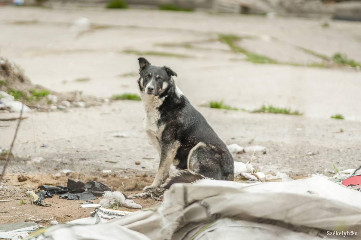 Ingyenes kutyaivartalanítást végeznek a sepsiszentgyörgyi Őrkő-negyedben