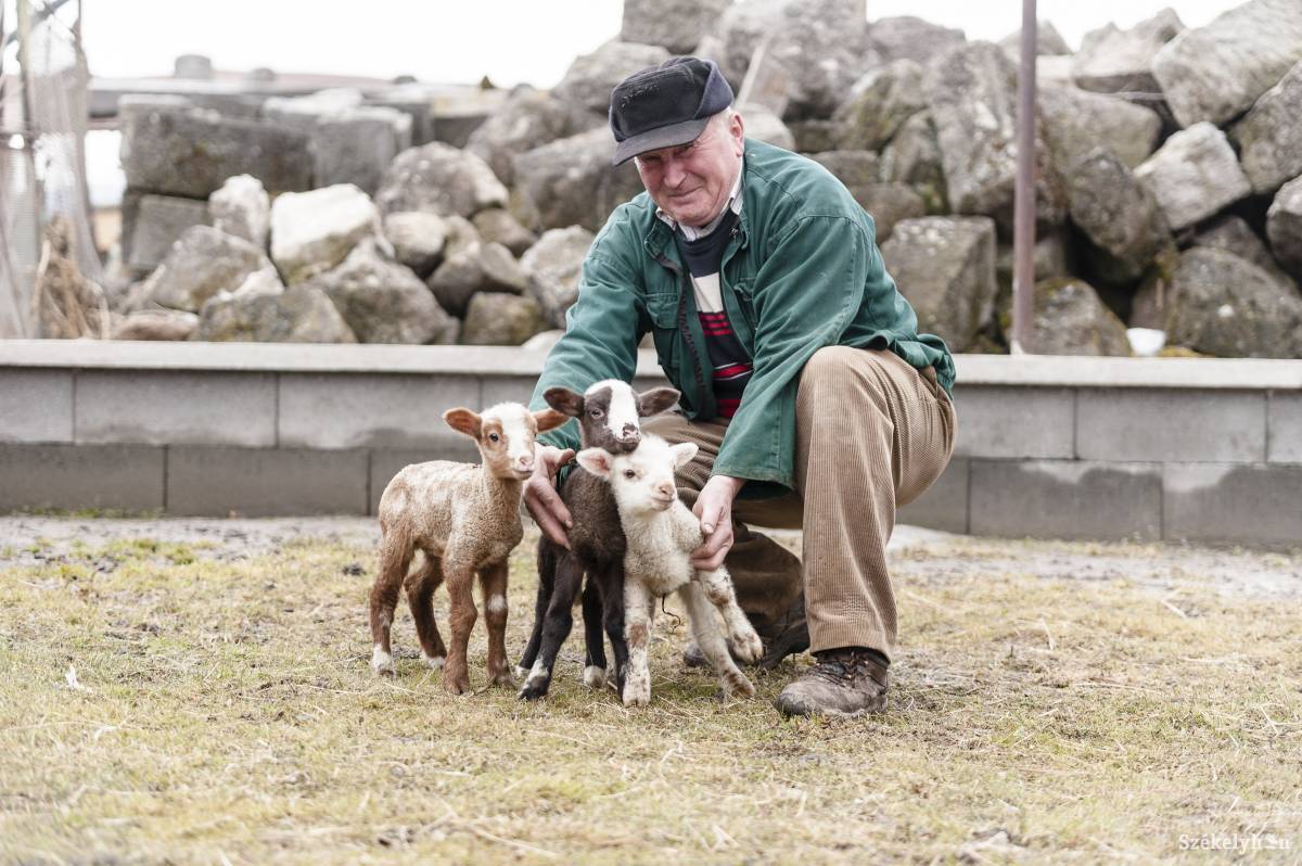 Hármasiker bárányok születtek Tusnádon