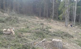 Mintegy száz fát vágtak ki a tulajdonos tudta nélkül