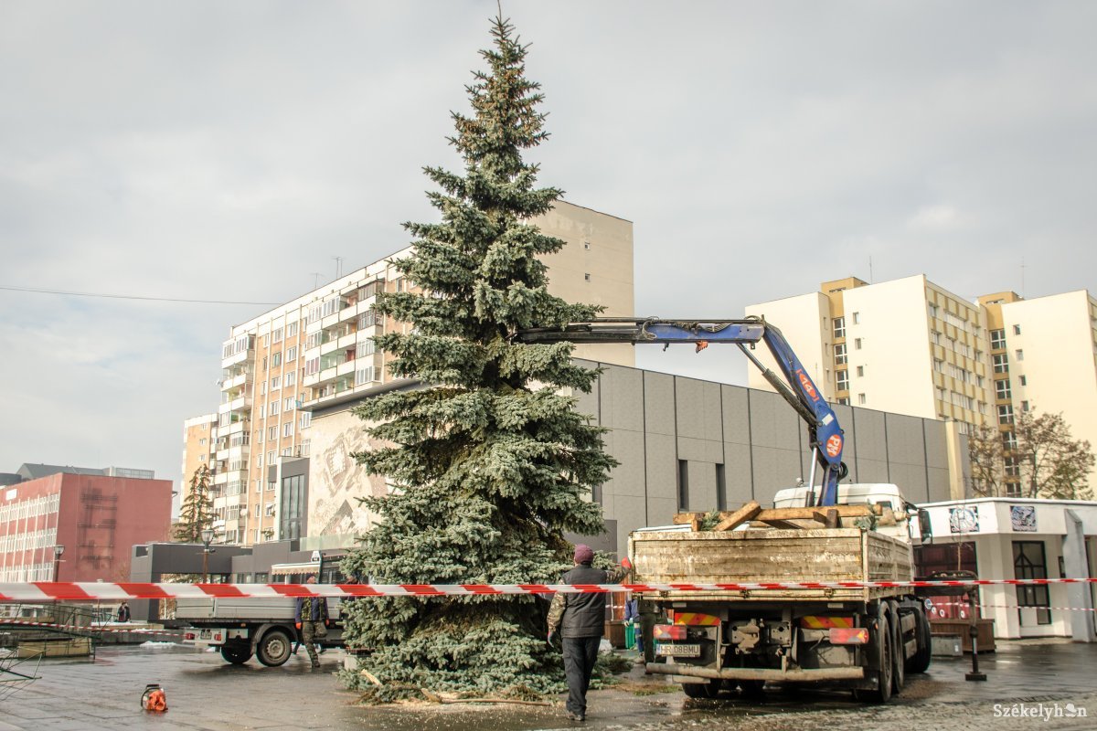 Ünnepekre hangolódnak Csíkszeredában: áll már a város karácsonyfája