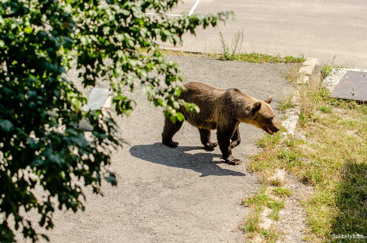 Saját portáján támadt rá a medve egy házaspárra Maros megyében