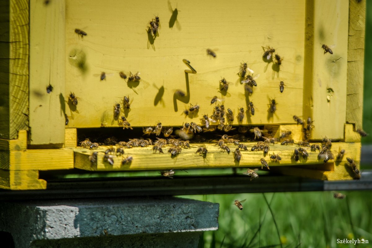 Nem korlátozzák a háztáji méhészkedést, van akik veszélyben élnek emiatt
