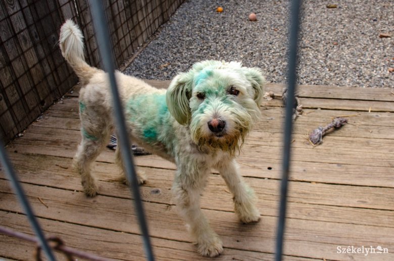 Állatkínzás miatt indított bűnvádi eljárást a rendőrség a váradi kutyamenhely működtetői ellen