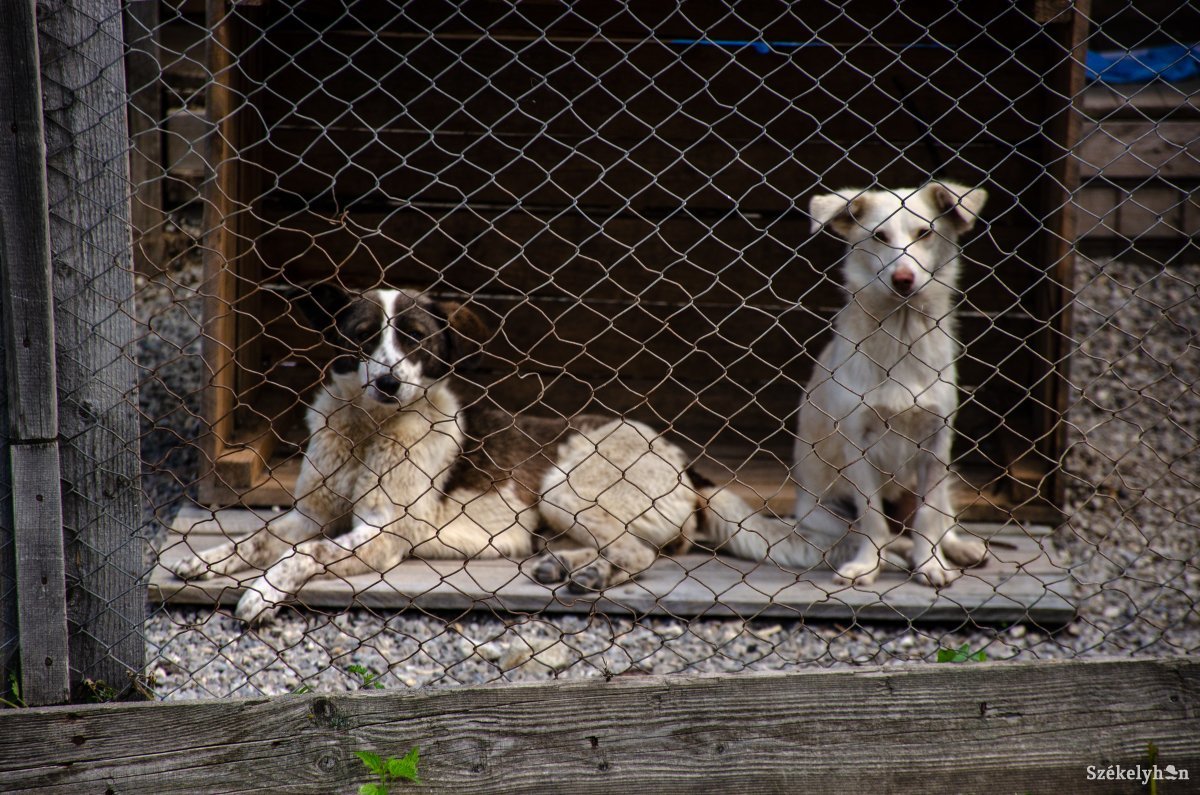 Betiltják a kutya- és macskahús fogyasztását a dél-kínai Sencsenben