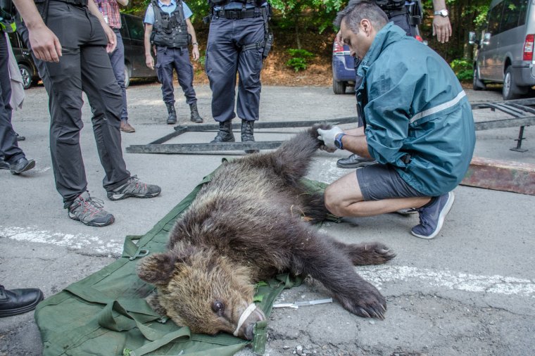 Tizenkét medvét helyeztetnének át a tusnádfürdői illetékesek
