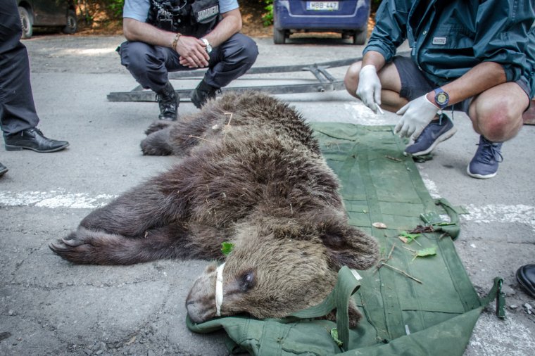 A zernyesti rezervátumba szállították Sanyit, a Szent Anna-tónál emberre támadó medvét