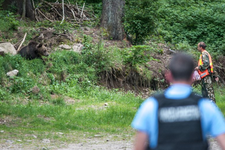Elharapódzó medveügy: Tusnádfürdőre látogat a miniszter