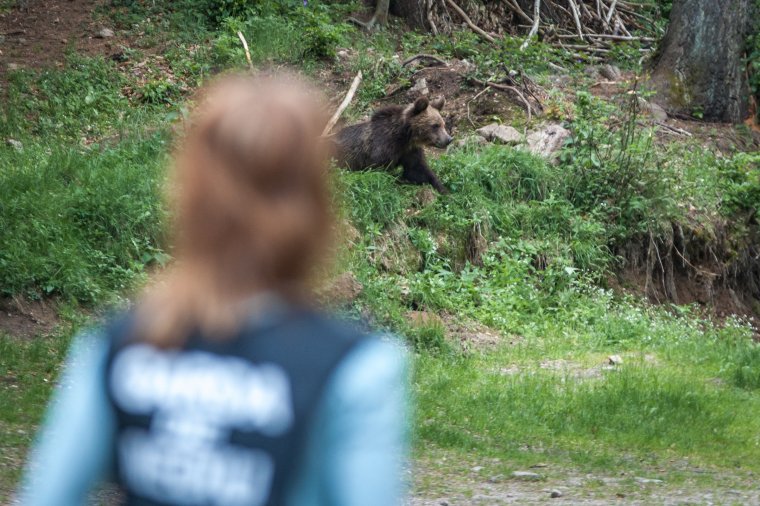Egy tucat medvét vinnének el Tusnádfürdőről