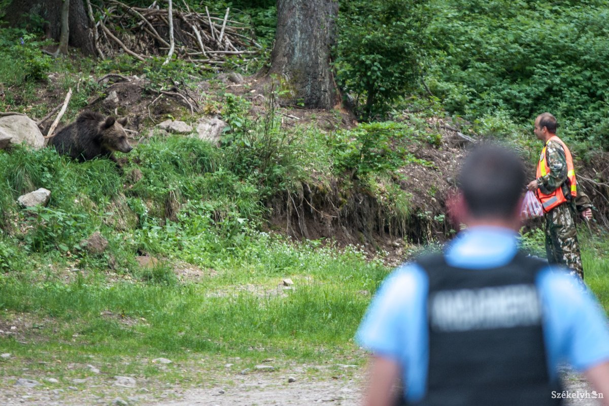 Elharapódzó medveügy: Tusnádfürdőre látogat a miniszter