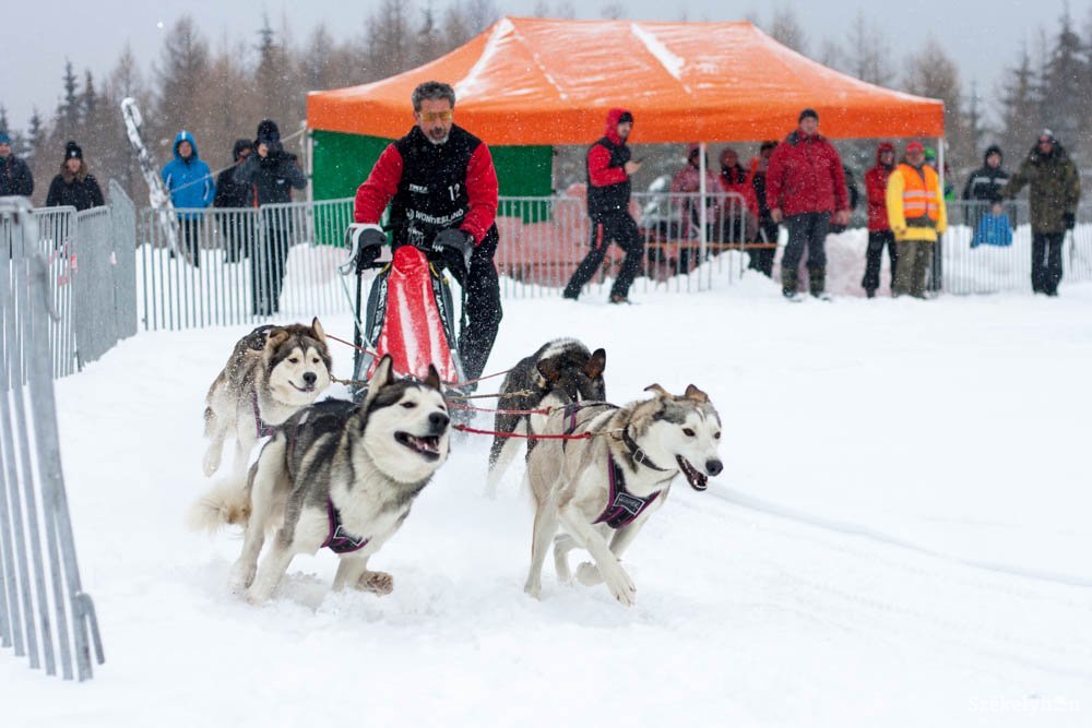 Akár a sarkvidéken is lehetett volna – kutyaszánhajtó versenyt tartottak Hargitafürdőn