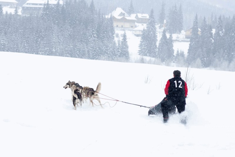 Akár a sarkvidéken is lehetett volna – kutyaszánhajtó versenyt tartottak Hargitafürdőn