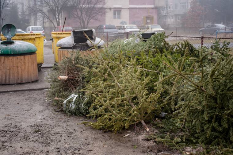 Tüzelőanyagként hasznosítják a kidobott karácsonyfákat Csíkszeredában