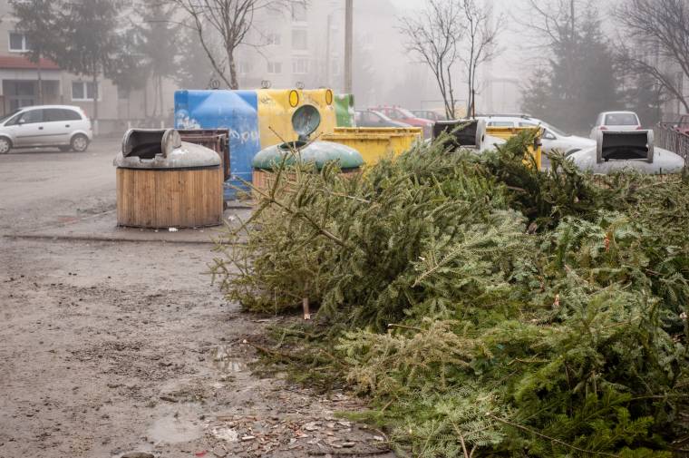 Begyűjtik a hulladéktárolóba került karácsonyfákat