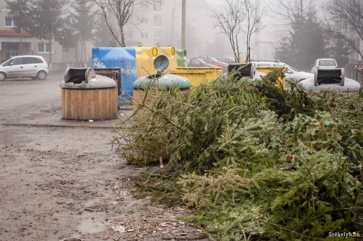 Begyűjtik a hulladéktárolóba került karácsonyfákat