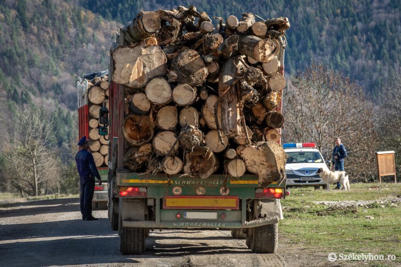 Több mint 21 ezer lejre büntettek egy faanyagot szállító férfit