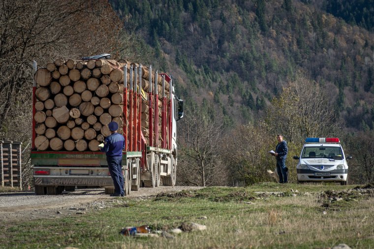 Több mint 1300 köbméter lopott fát találtak a rendőrök egy nagyszabású ellenőrző akció során