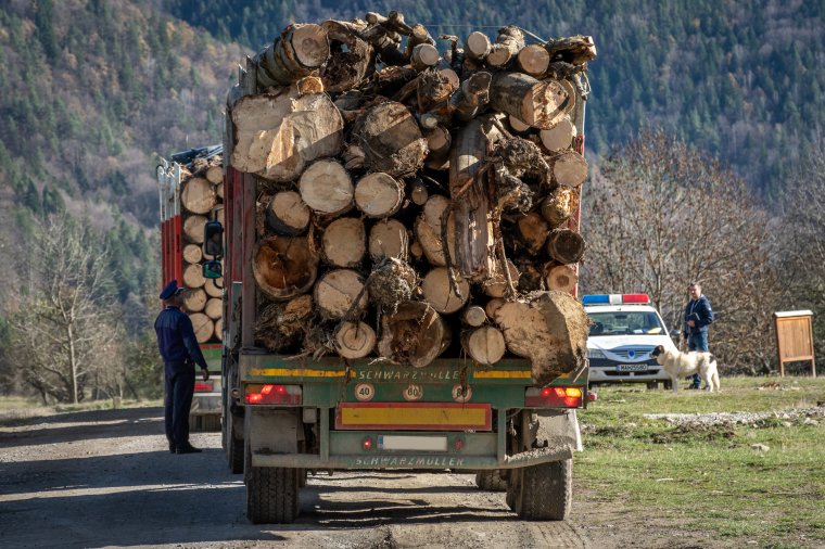 Több mint száz esetben indítottak bűnvádi eljárást illegális fakitermelés miatt a rendőrök