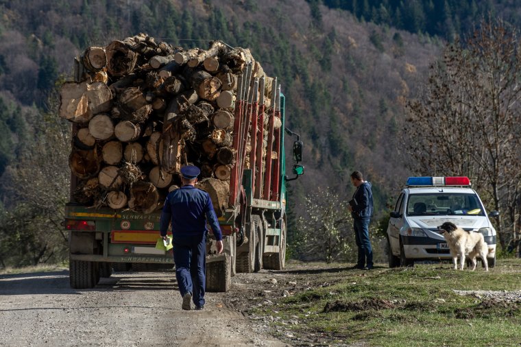 Történelmi csúcson a romániai fakitermelés és feldolgozás, miközben egyre erősebb a famaffia is