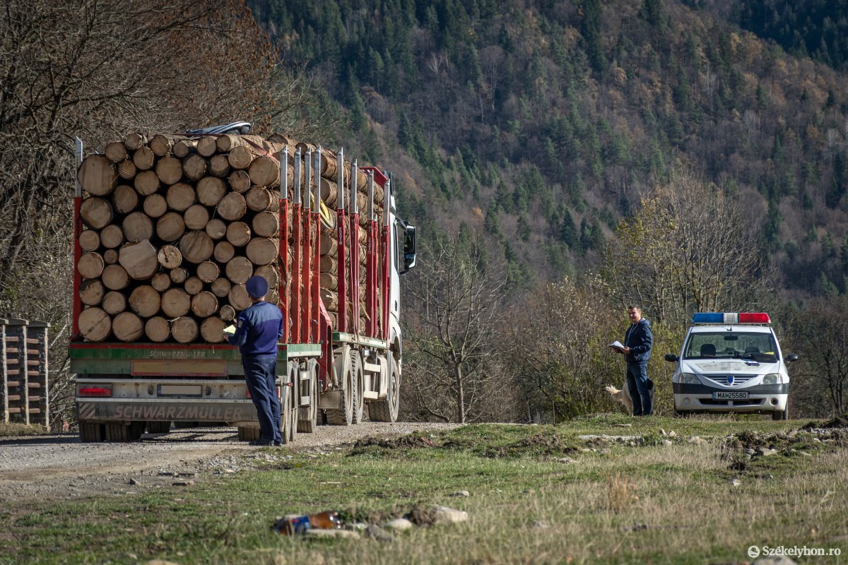 Több mint 1300 köbméter lopott fát találtak a rendőrök egy nagyszabású ellenőrző akció során