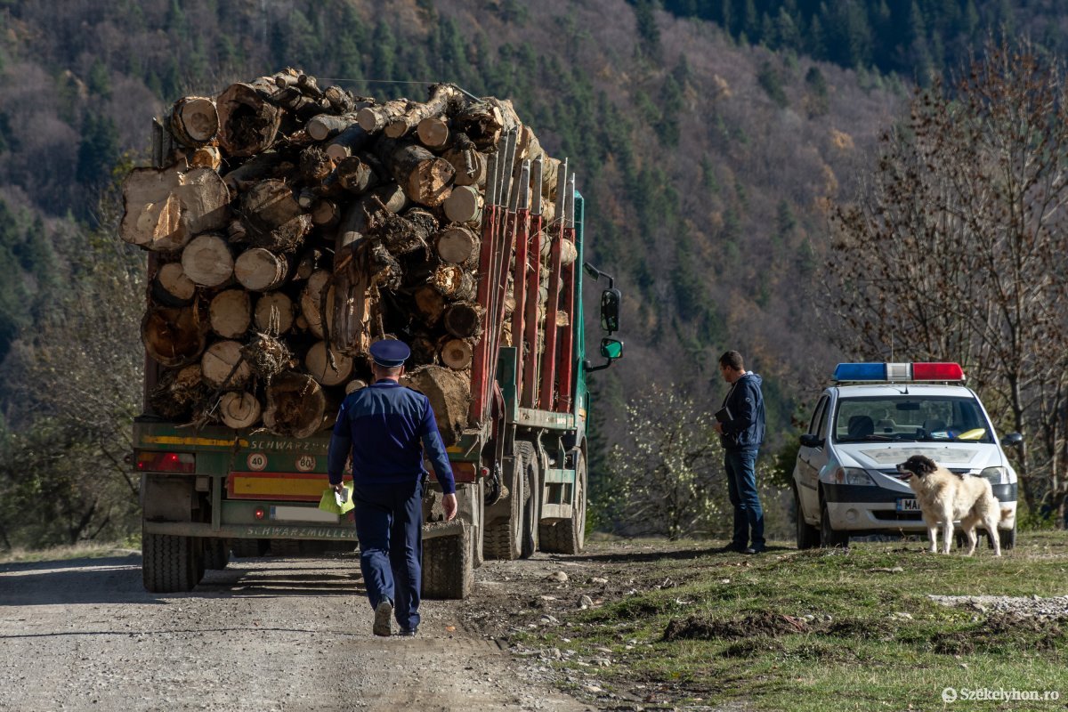 Országszerte ellenőrzéseket tartott a rendőrség az illegális fakitermelés visszaszorítása érdekében