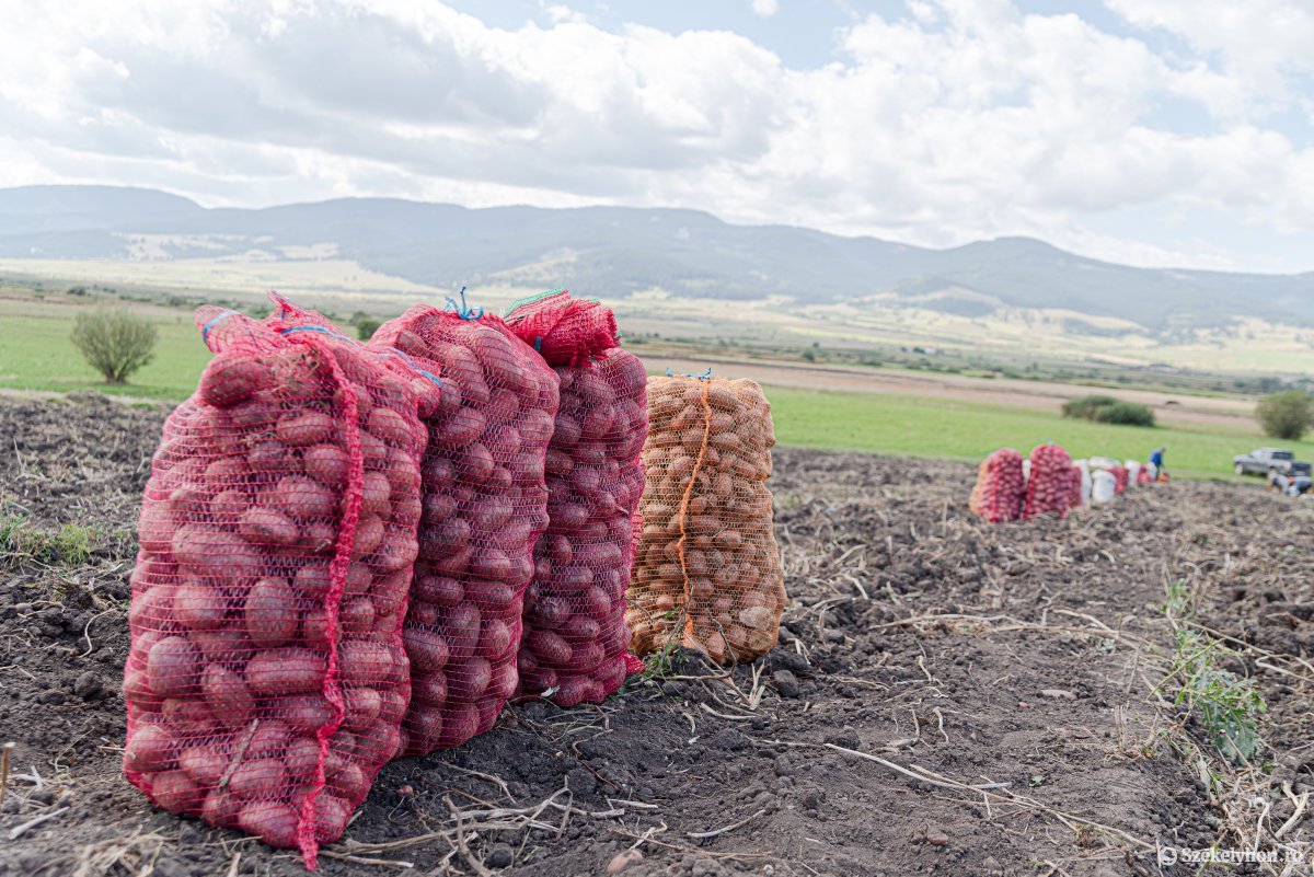 Románia a hetedik legnagyobb burgonyatermesztő az EU-ban, húsz év alatt jelentősen zsugorodott a krumpliföldek kiterjedése