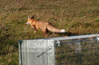 Egyre nagyobb károkat okoznak a baromfiudvarokat megdézsmáló rókák