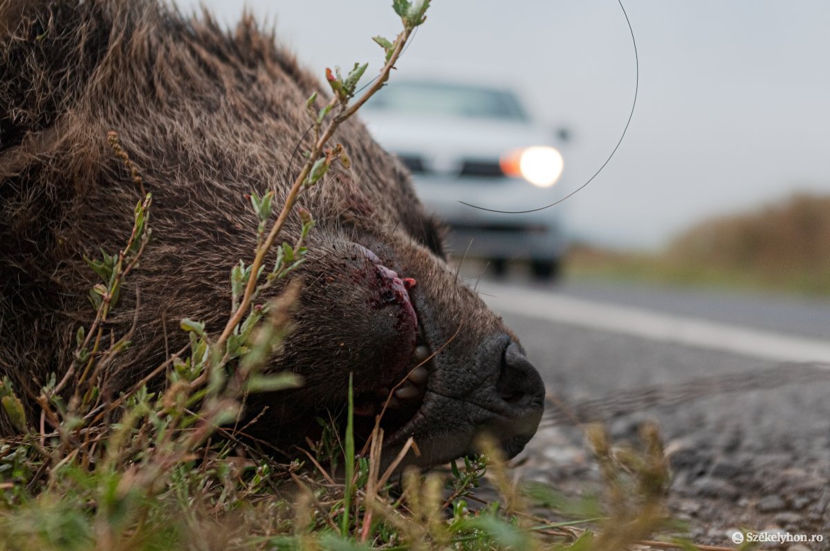 Pár nap alatt két medvét is elütöttek ugyanazon az útszakaszon – az egyik továbbállt, a másik elpusztult