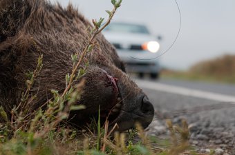 Egy hét alatt két közúti balesetet okoztak a medvék ezen a gyergyószéki útszakaszon