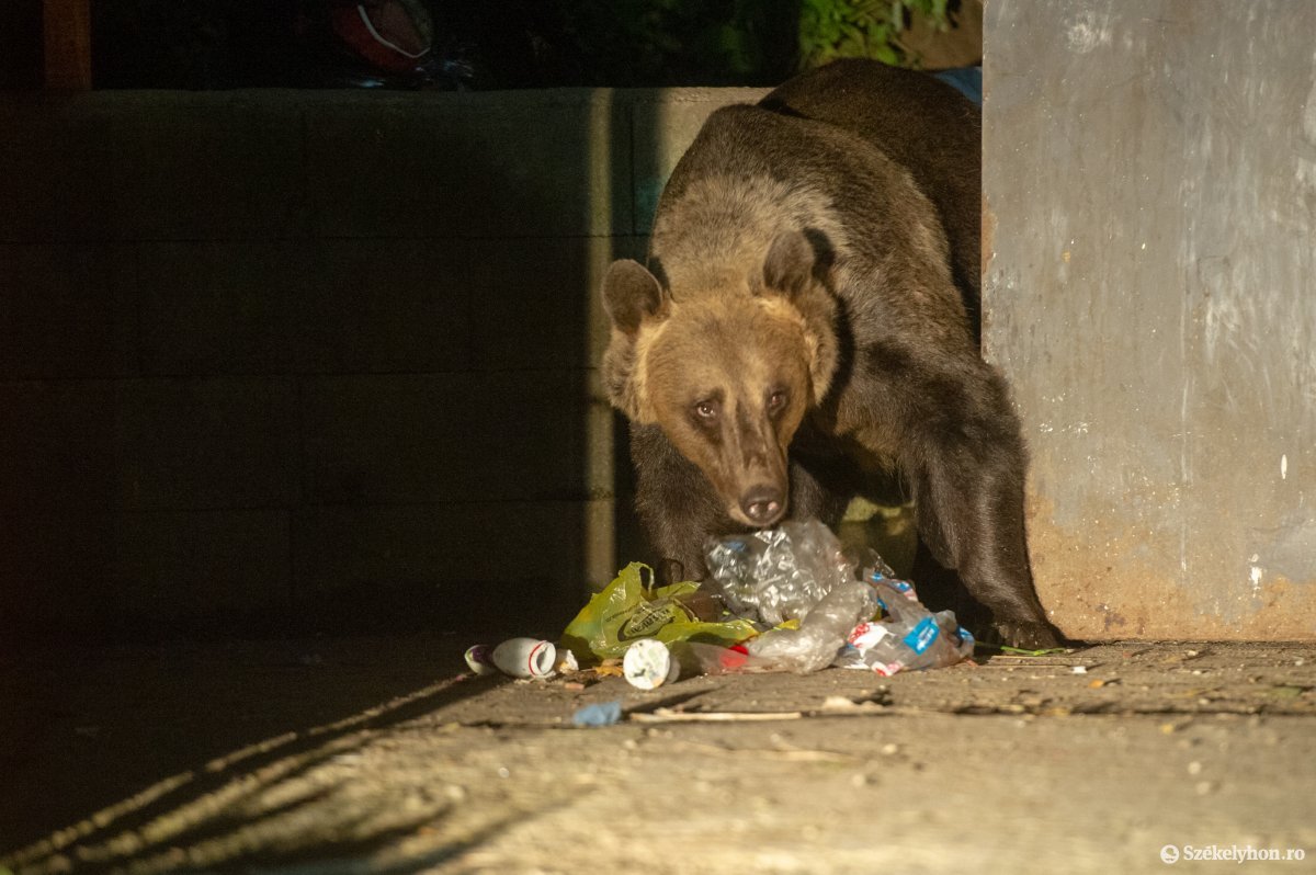 Még a kormányválság is a garázdálkodó medvéknek kedvez