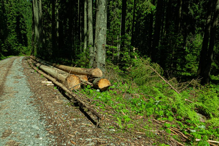 Átveszi a főügyészség az októberben meggyilkolt máramarosi erdész ügyét